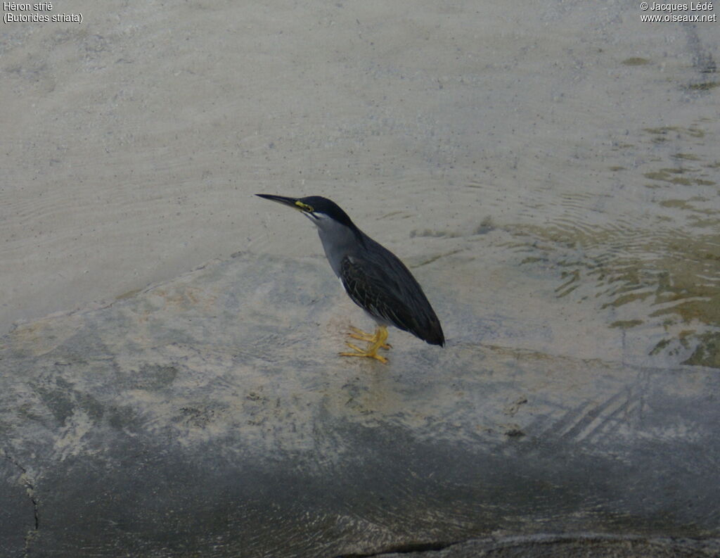 Striated Heron