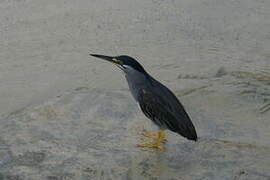 Striated Heron