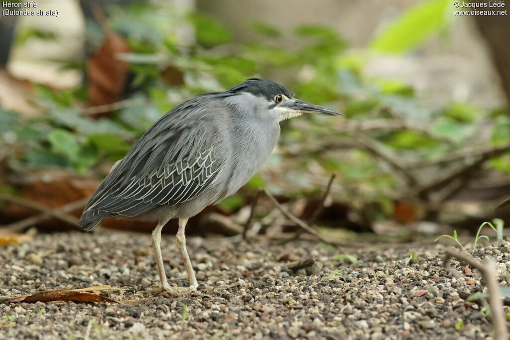 Striated Heron