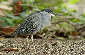 Striated Heron