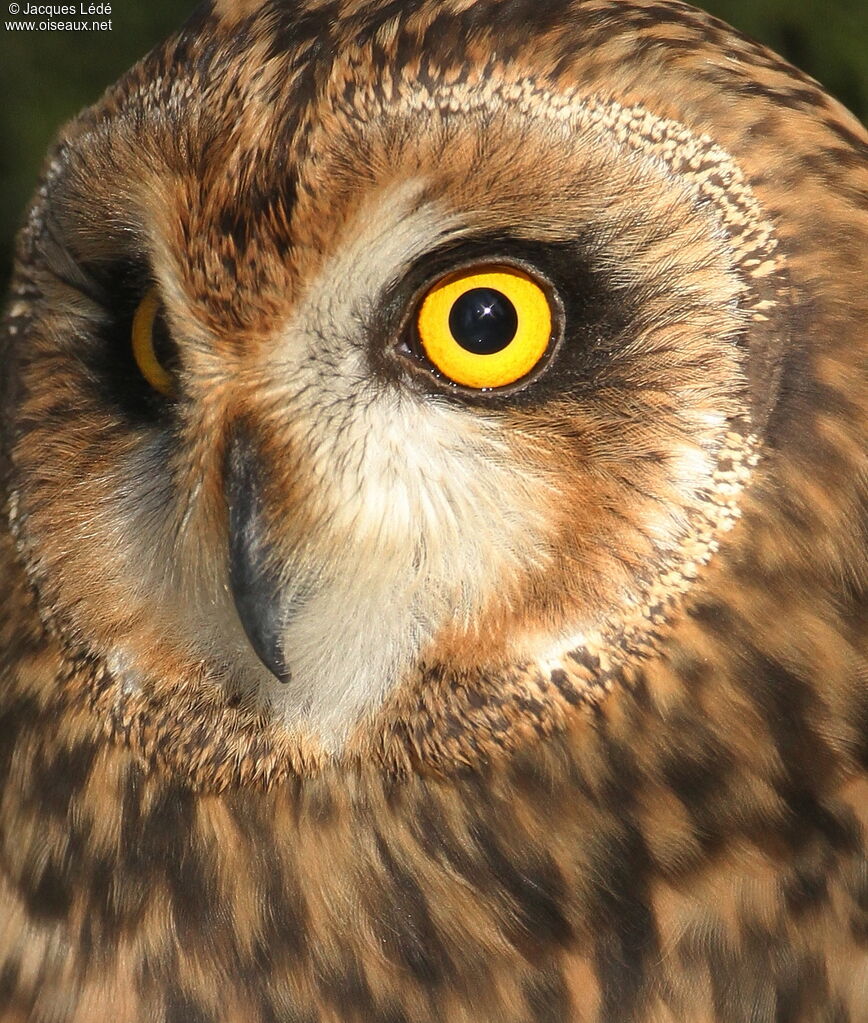 Short-eared Owl