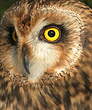 Hibou des marais