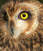 Short-eared Owl