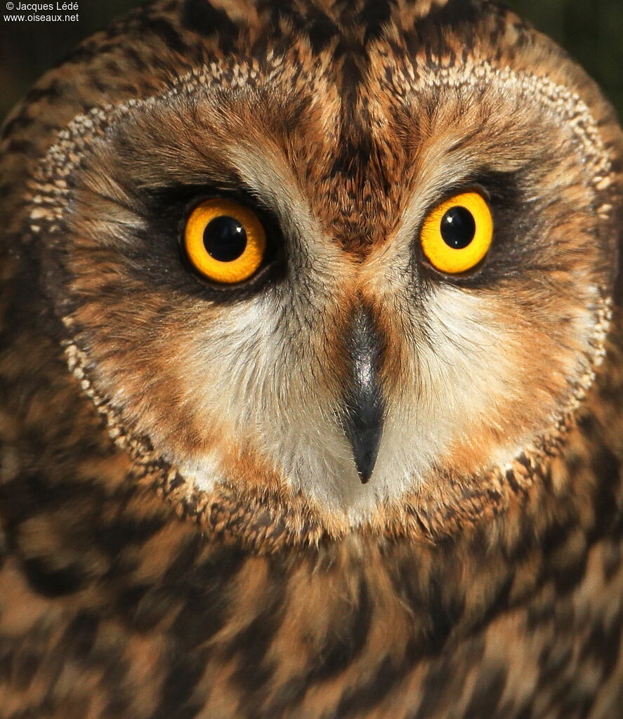 Hibou des marais