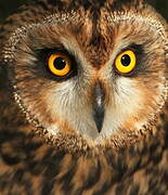 Hibou des marais