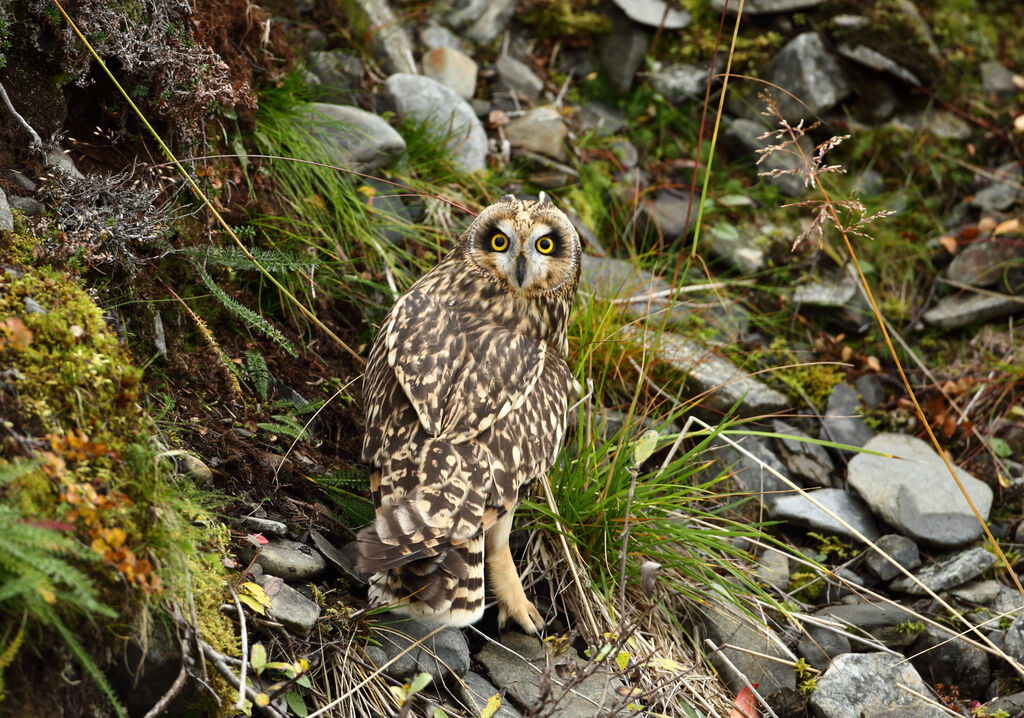 Hibou des marais