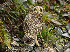 Hibou des marais