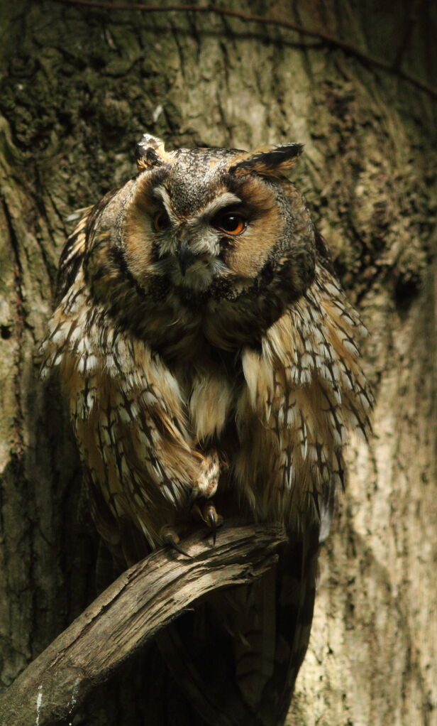 Long-eared Owl