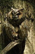 Long-eared Owl