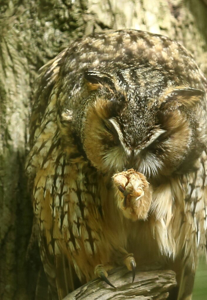 Long-eared Owl