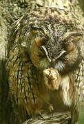 Long-eared Owl