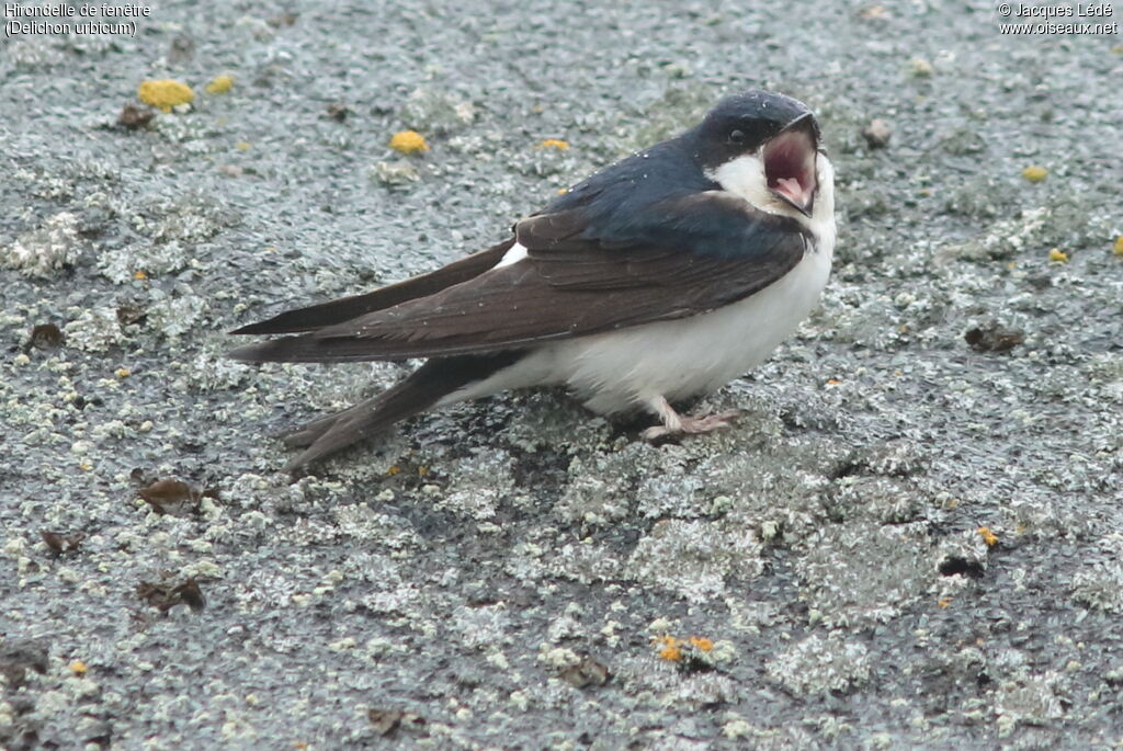 Common House Martin