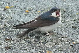 Common House Martin