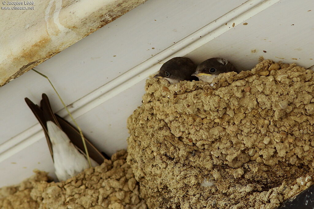 Common House Martin