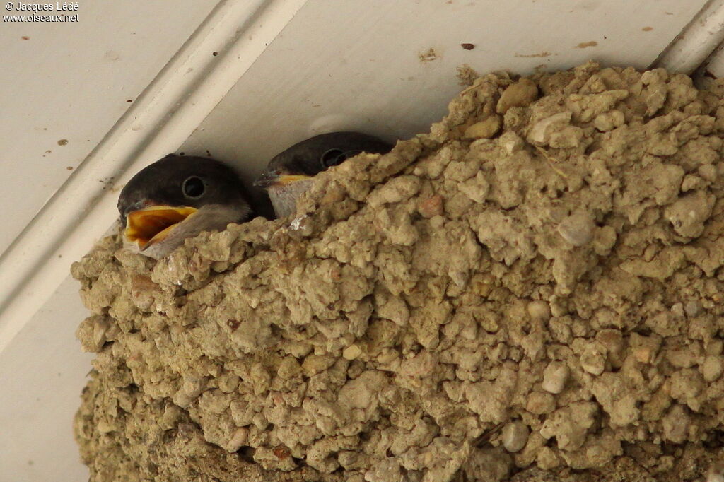 Western House Martin