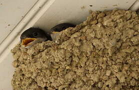 Common House Martin