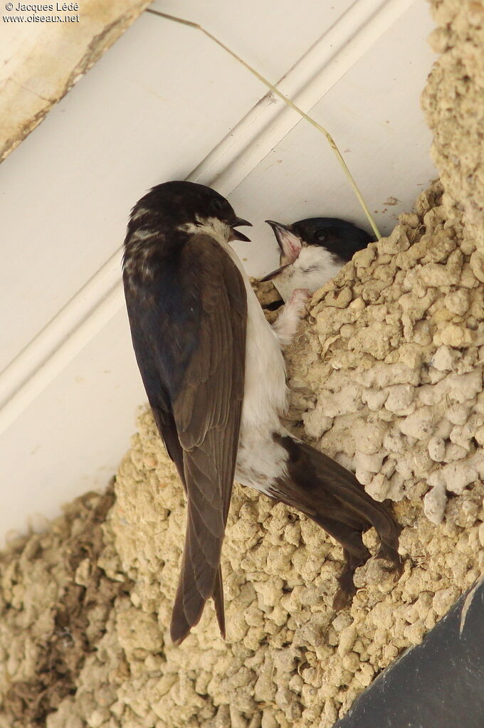 Common House Martin