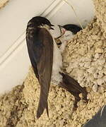 Western House Martin