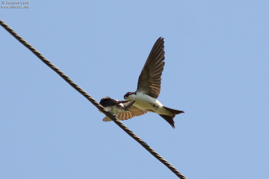 Western House Martin