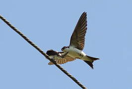 Western House Martin