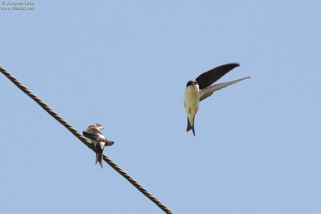 Western House Martin