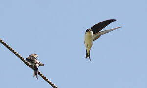 Common House Martin