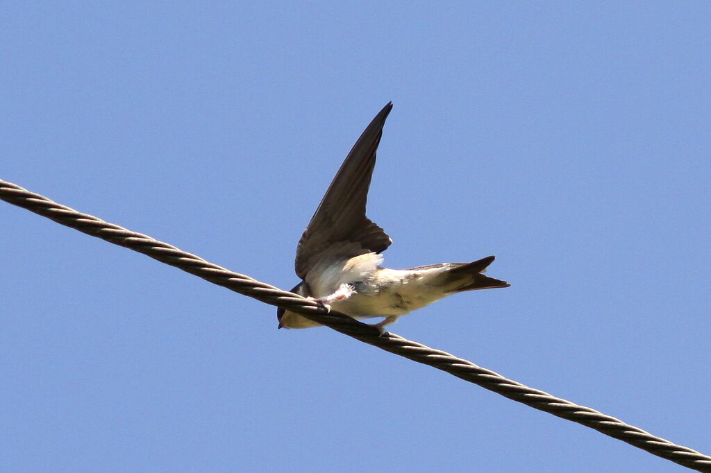 Common House Martin