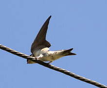 Western House Martin