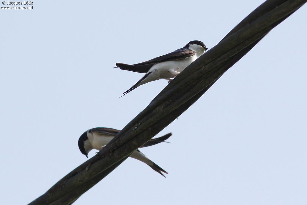 Common House Martin