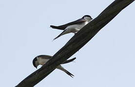 Western House Martin