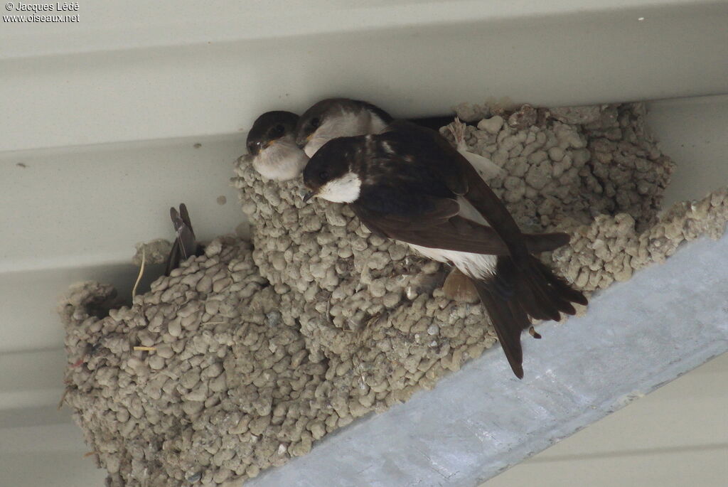 Western House Martin