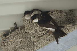 Western House Martin