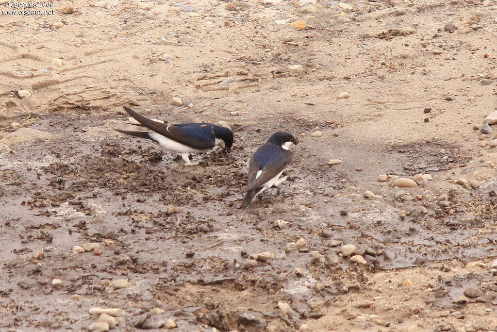 Common House Martin