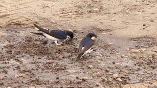 Western House Martin