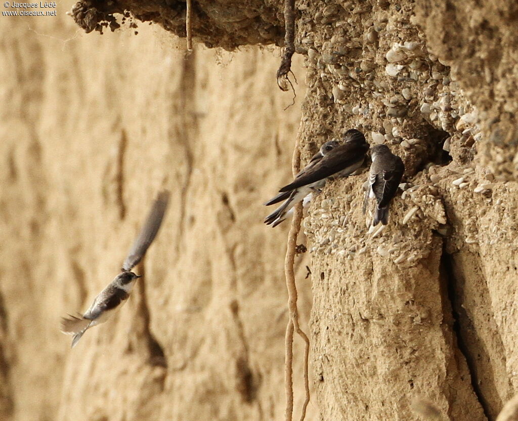 Sand Martin