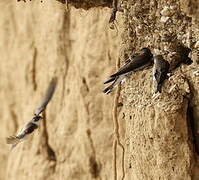 Sand Martin