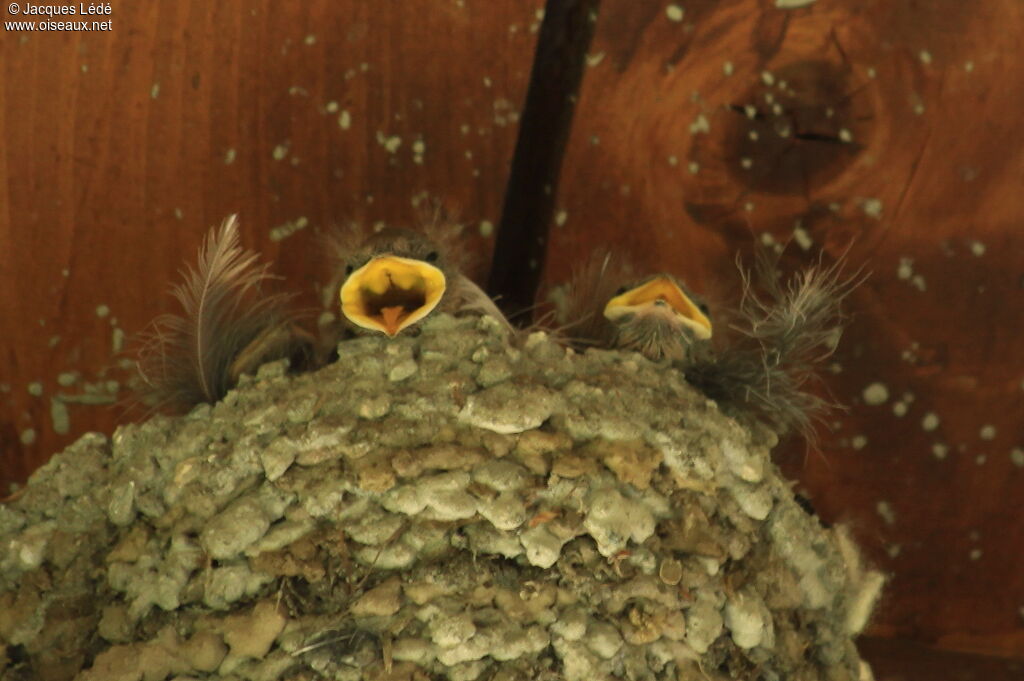 Eurasian Crag Martin