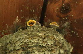 Eurasian Crag Martin