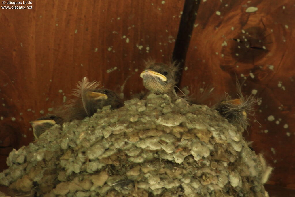 Eurasian Crag Martin