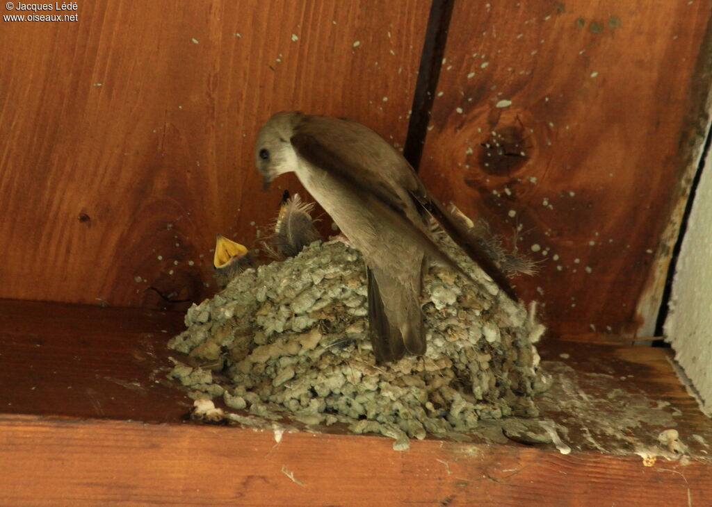 Eurasian Crag Martin