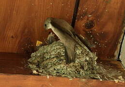 Eurasian Crag Martin