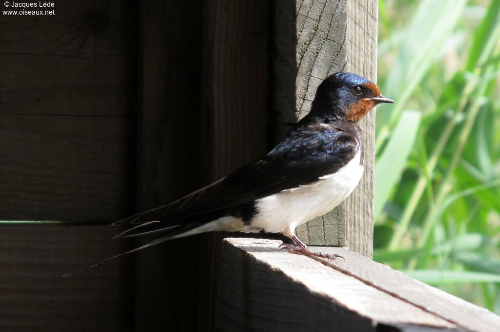 Barn Swallow