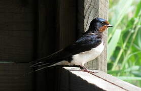 Barn Swallow