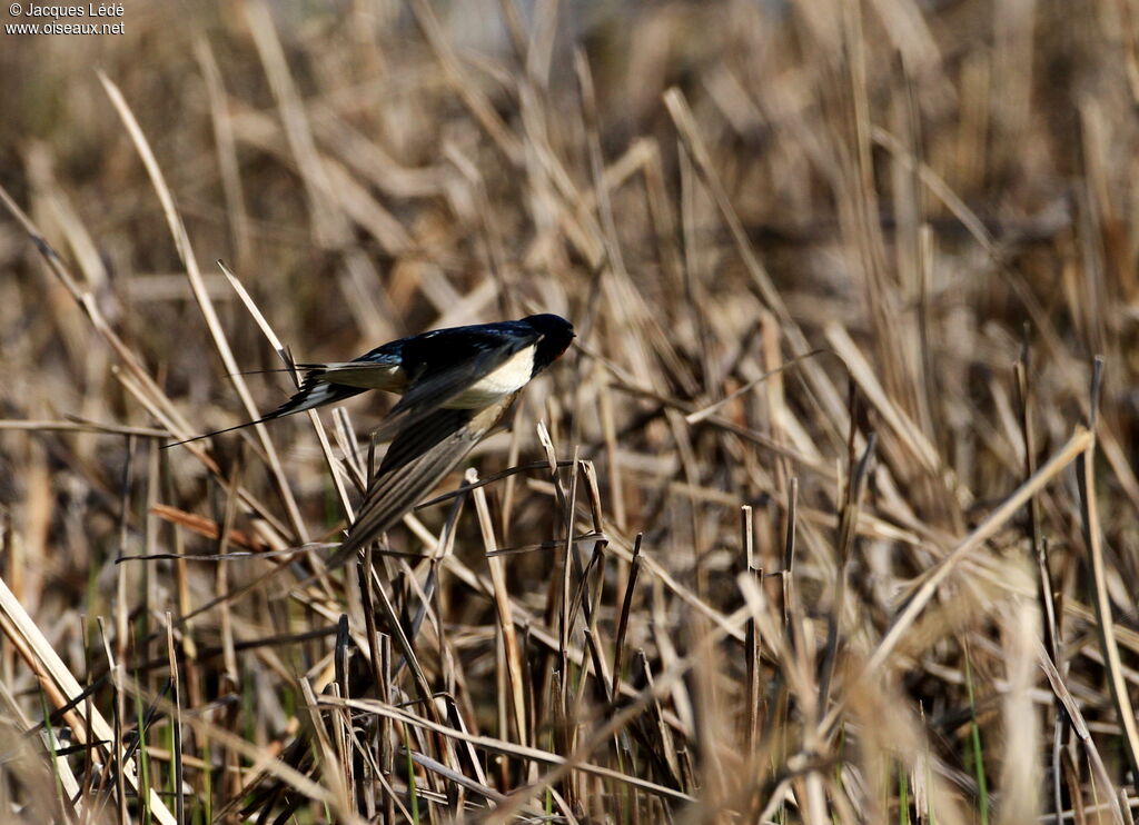 Hirondelle rustique