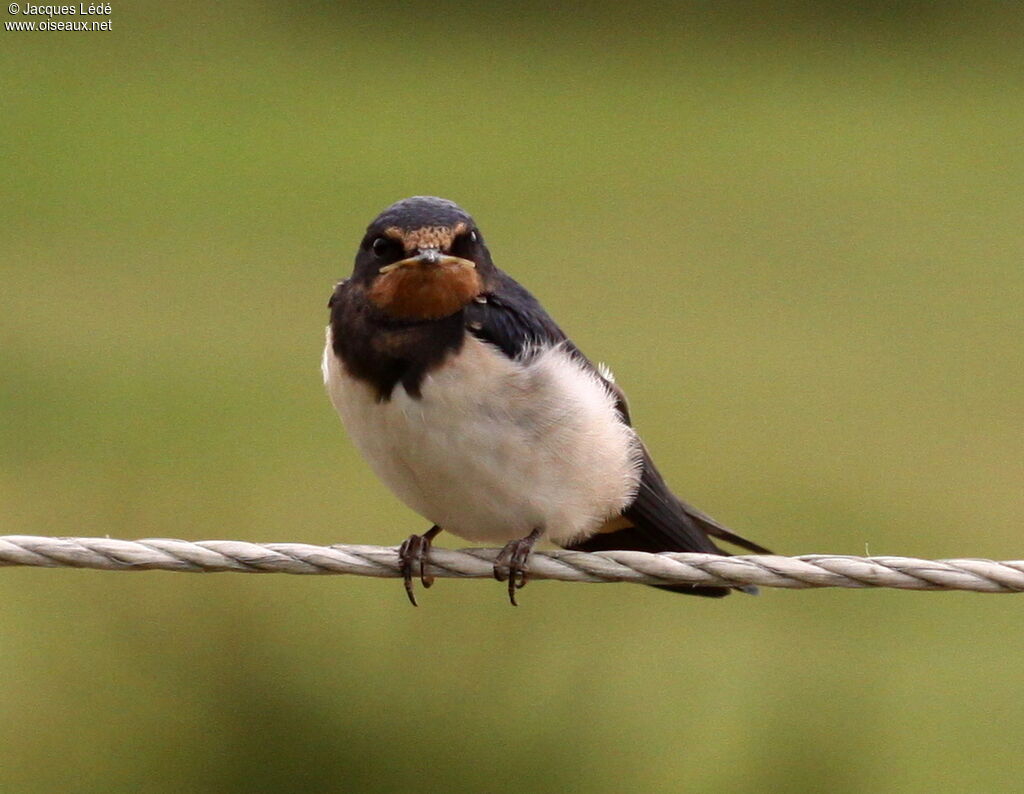 Barn Swallow