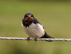 Barn Swallow