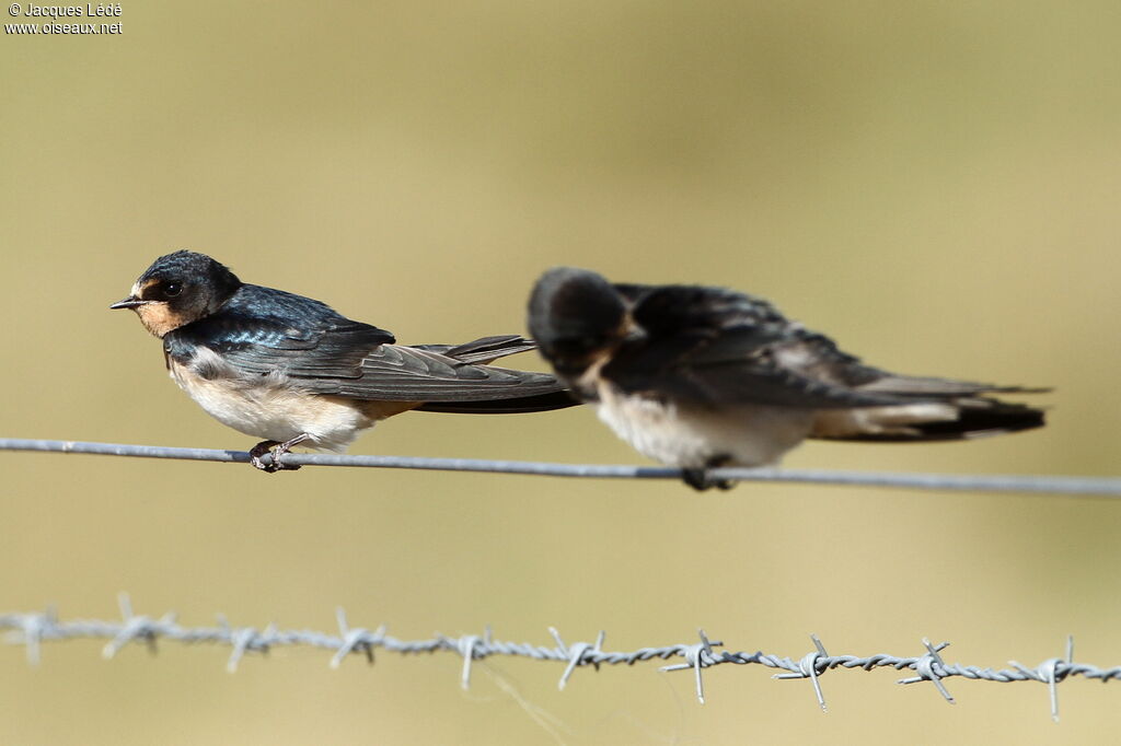 Barn Swallow