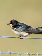 Barn Swallow