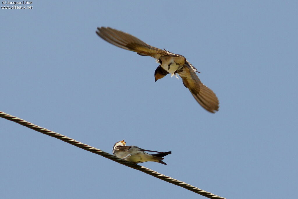 Barn Swallow