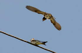 Barn Swallow